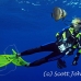 batfish_longfin_jk_h_0705_png0718.jpg